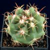 Ferocactus_viridescens